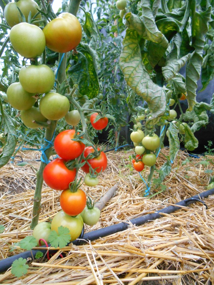 et si on se mettait au vert