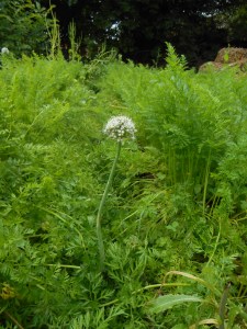 L'oignon éloigne la mouche de la carotte... c'est bon ça!