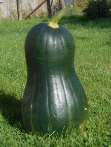 Courge pleine de Naples