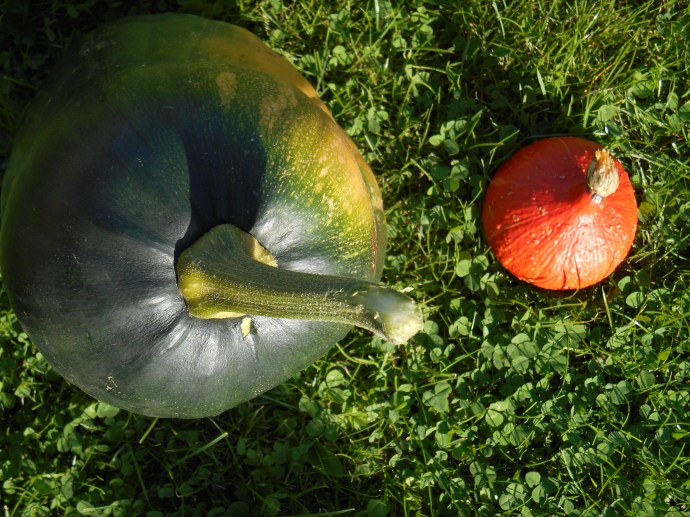Courge et potimarron