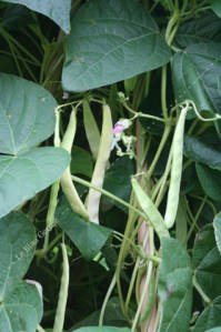 haricots à rames or du Rhin