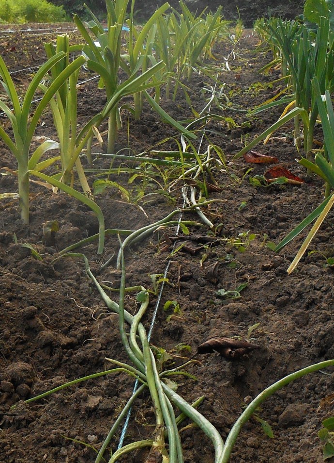 poireaux en repiquage