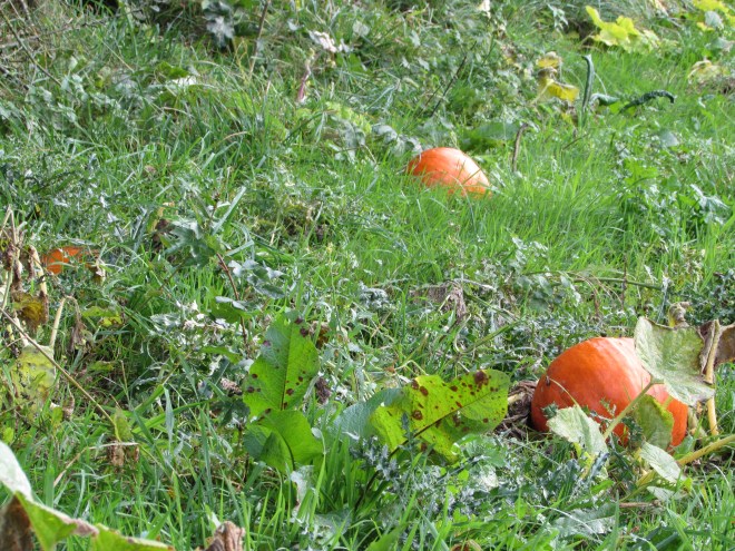 dernières citrouilles