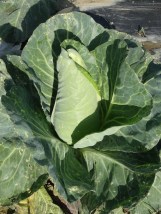 Choux-coeur-de-boeuf