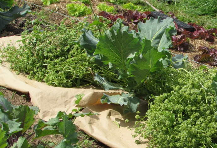 Récolte des graines de mâche.