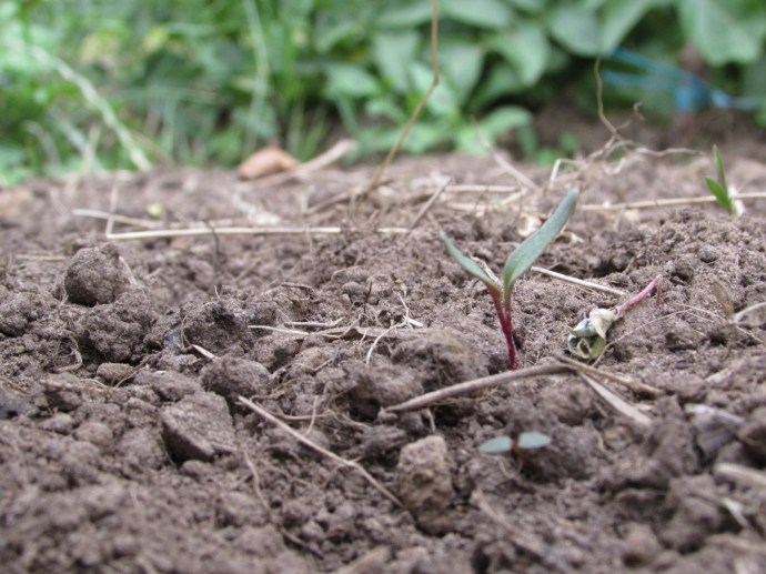 Early blood turnip toute neuve!