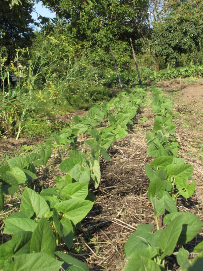 Les derniers haricots