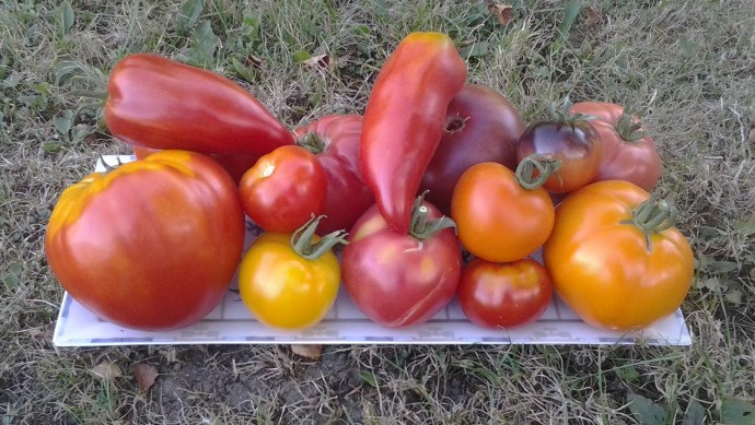 tomates variées