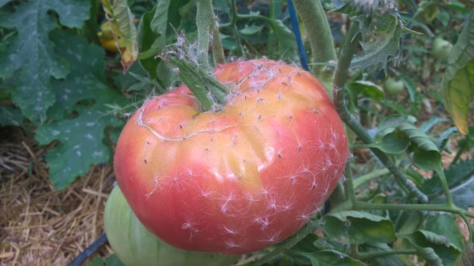 WP_20180821_14_32_37_Pro