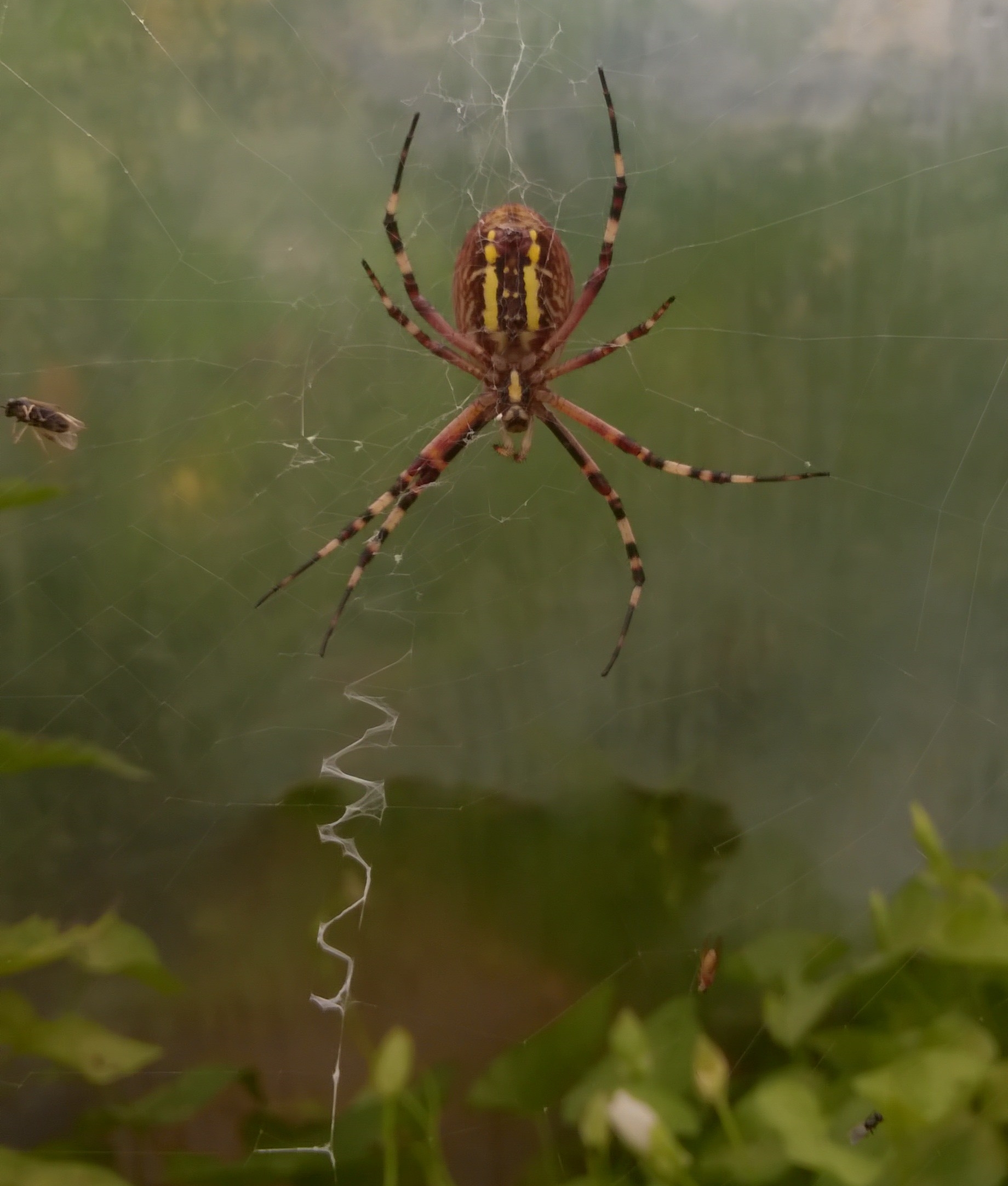 Argiope frelon